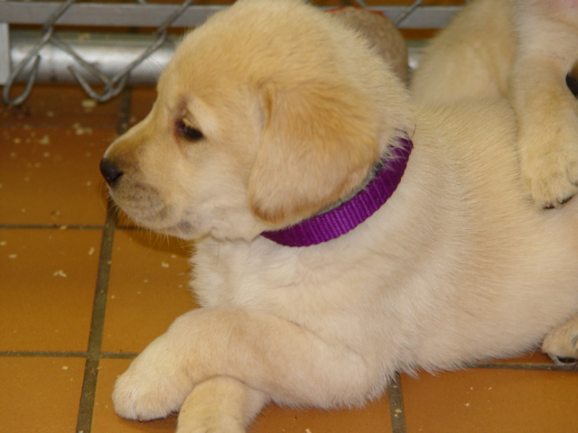 labrador%20retriever-front-page%20(3).jpg